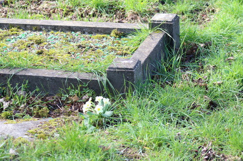 Stamloze sleutelbloem — Bild 5