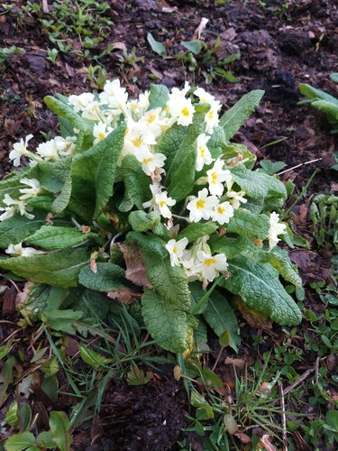 Stamloze sleutelbloem — Bild 2
