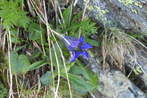 Stamloze gentiaan — Bild 5