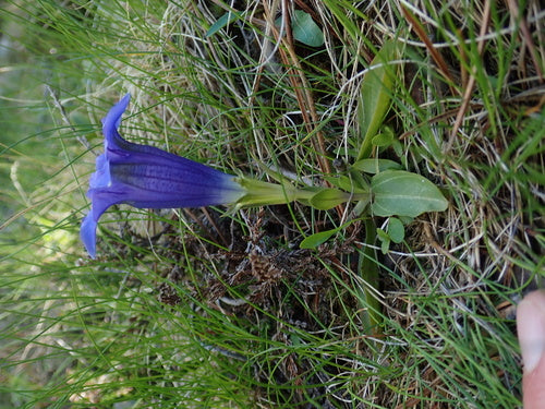 Stamloze gentiaan — Bild 4