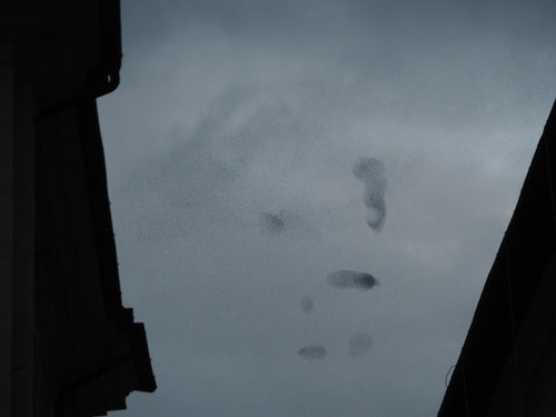 ster — Bild 4