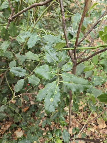 Hulst — Bild 3