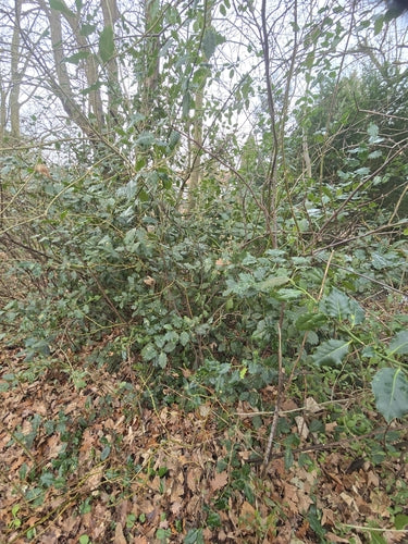 Hulst — Bild 2