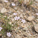 Blüte von Steinbrech-Felsennelke (Petrorhagia saxifraga) in Nahaufnahme (KI-generiert)