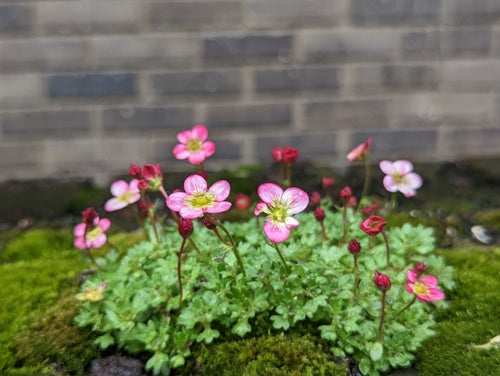 Steenbreek — Bild 3