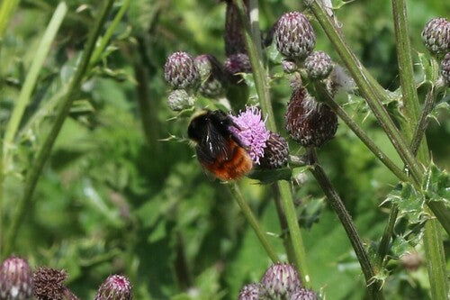 Stenen hommel — Bild 5