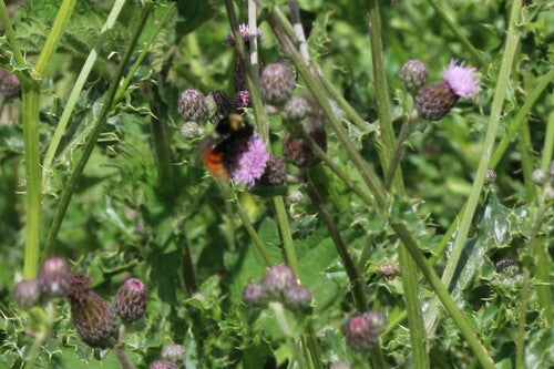 Stenen hommel — Bild 4