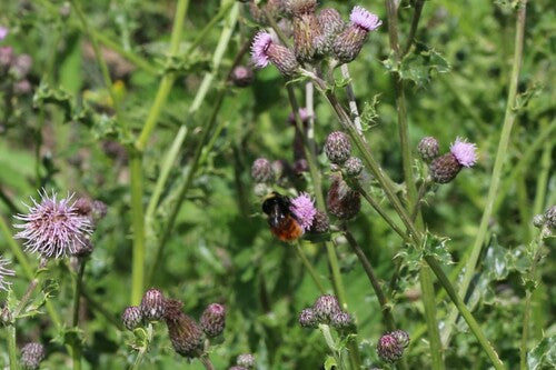 Stenen hommel — Bild 3