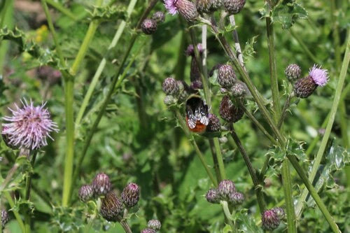 Stenen hommel — Bild 2