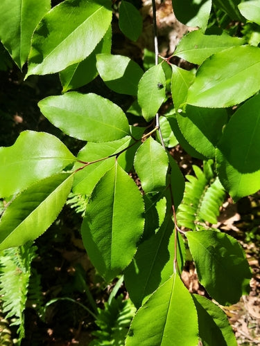 Steenfruitboom (geslacht) — Bild 4