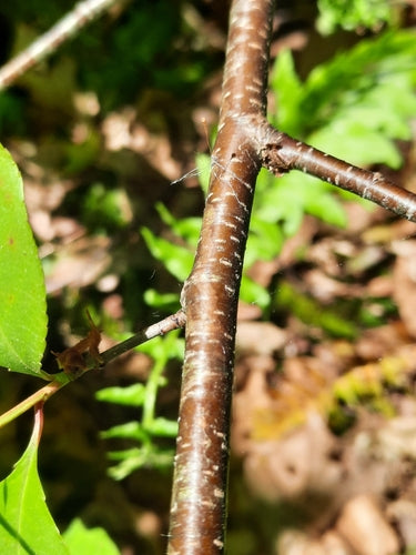 Steenfruitboom (geslacht) — Bild 3