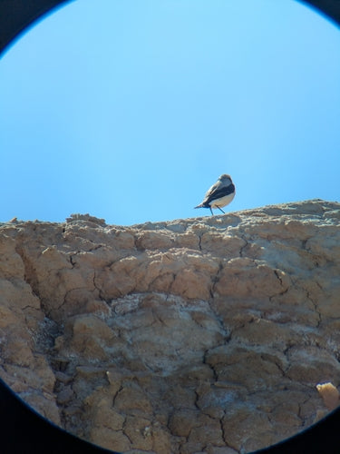 Tapuit — foto 5 van 11