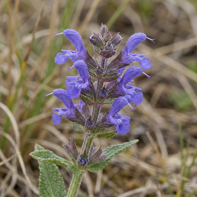 Steppe salie