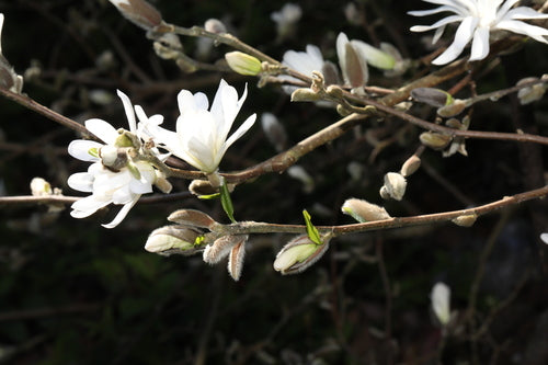 Ster Magnolia — Bild 3