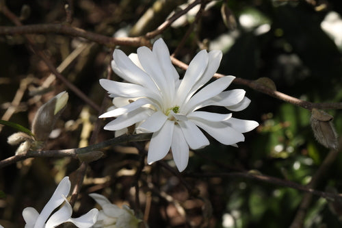 Ster Magnolia — Bild 2