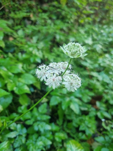Sterrenscherm — Bild 3