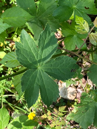 Sterrenscherm — Bild 4