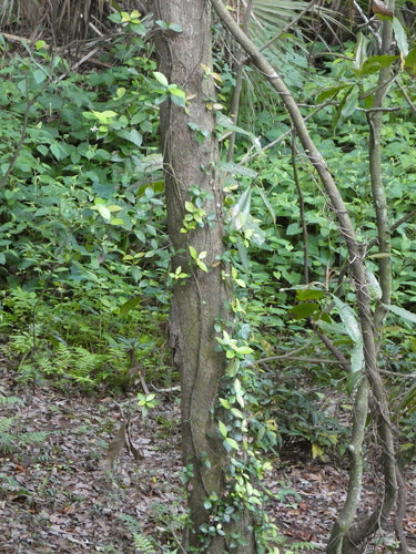 Ster jasmijn — Bild 3