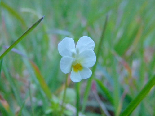 Viooltjes — Bild 4