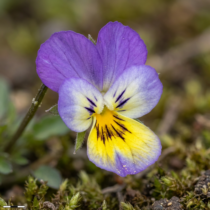 Viooltjes