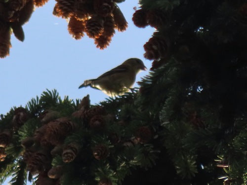 distelvink — Bild 1