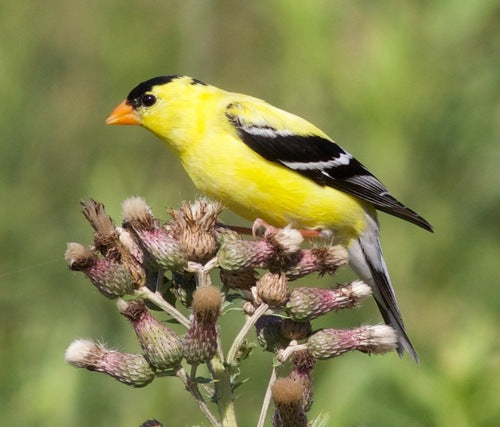 distelvink — Bild 3