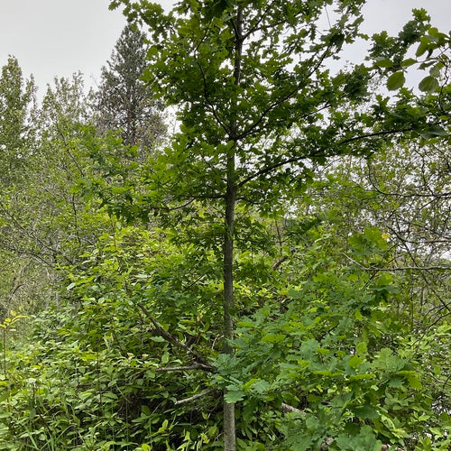 Engelse eik — Bild 5