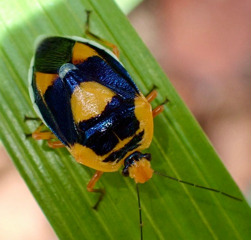 Stinkende insecten — Bild 5