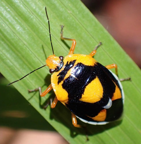 Stinkende insecten — Bild 4