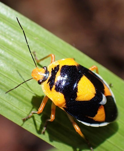 Stinkende insecten — Bild 3
