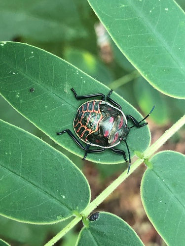 Stinkende insecten — Bild 2
