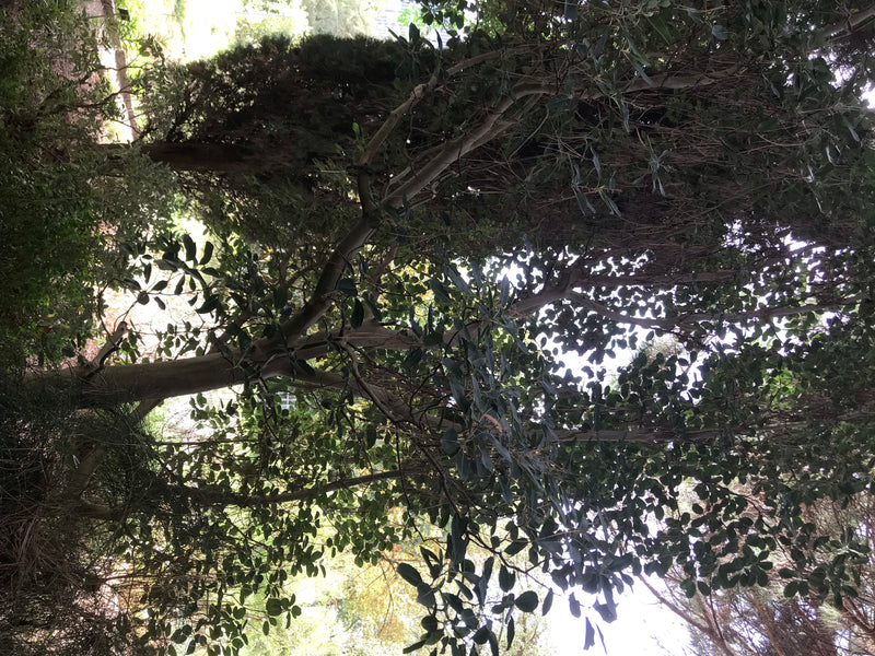 Östlicher Erdbeerbaum — foto 1 van 4