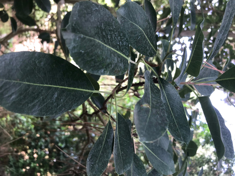 Östlicher Erdbeerbaum — foto 3 van 4