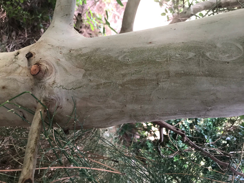 Östlicher Erdbeerbaum — foto 4 van 4