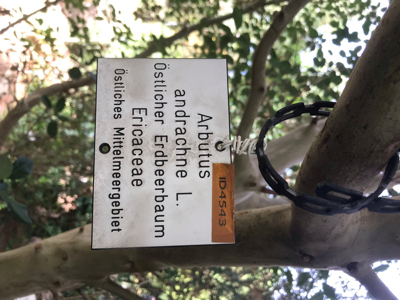 Östlicher Erdbeerbaum — foto 2 van 4