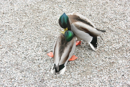 Wilde eend — Bild 4