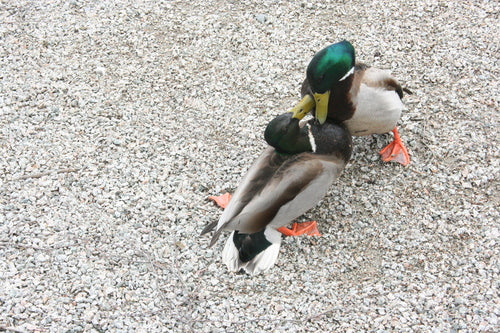 Wilde eend — Bild 3
