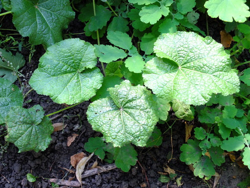 Stokrozen — Bild 4