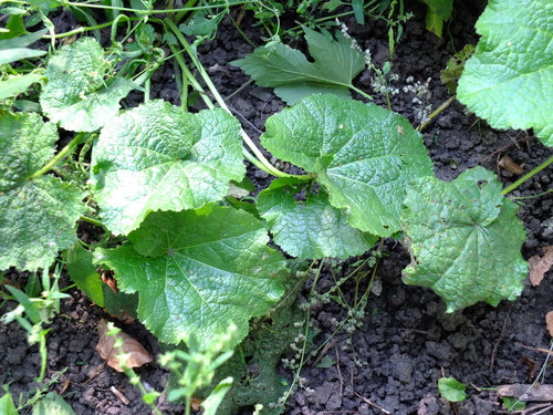 Stokrozen — Bild 3