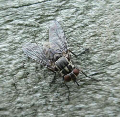 Stomoxys Calcitrans — Bild 3