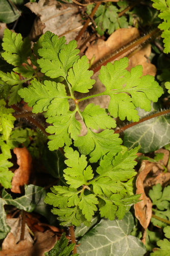 Kraanvogel — Bild 2