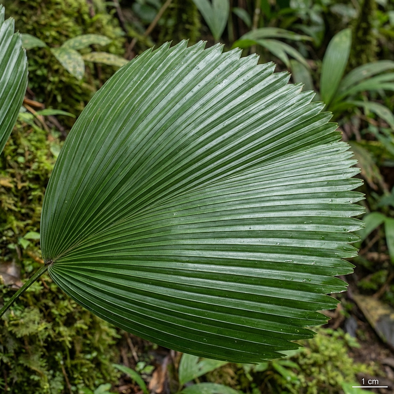 Ray palm