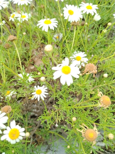 Struik madeliefje — Bild 4
