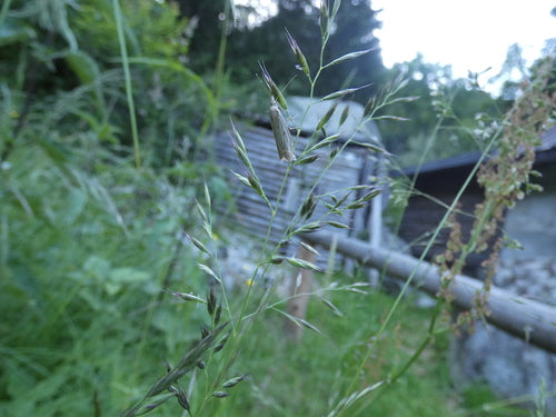 Gestreepte onkruidboorder — Bild 3