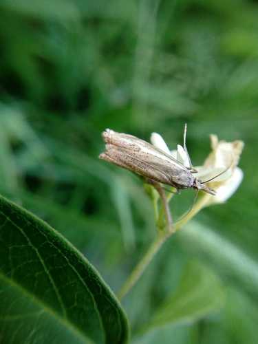 Gestreepte onkruidboorder — Bild 4