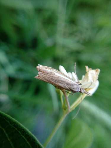 Gestreepte onkruidboorder — Bild 5