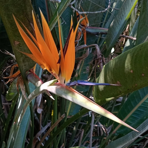 Strelitzia — Bild 4