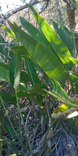 Strelitzia — Bild 2