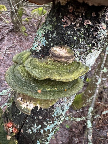 Geëgde trameten — Bild 4