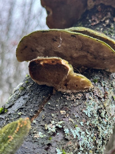 Geëgde trameten — Bild 2